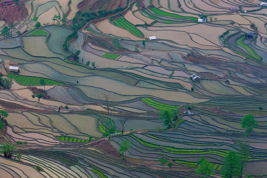 Terraced Rice Paddy Fields, Yuanyang #3 Photograph by Mint Images/ Art Wolfe
