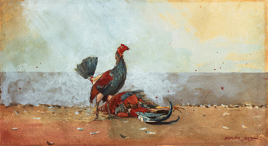 The Cock Fight Drawing by Winslow Homer