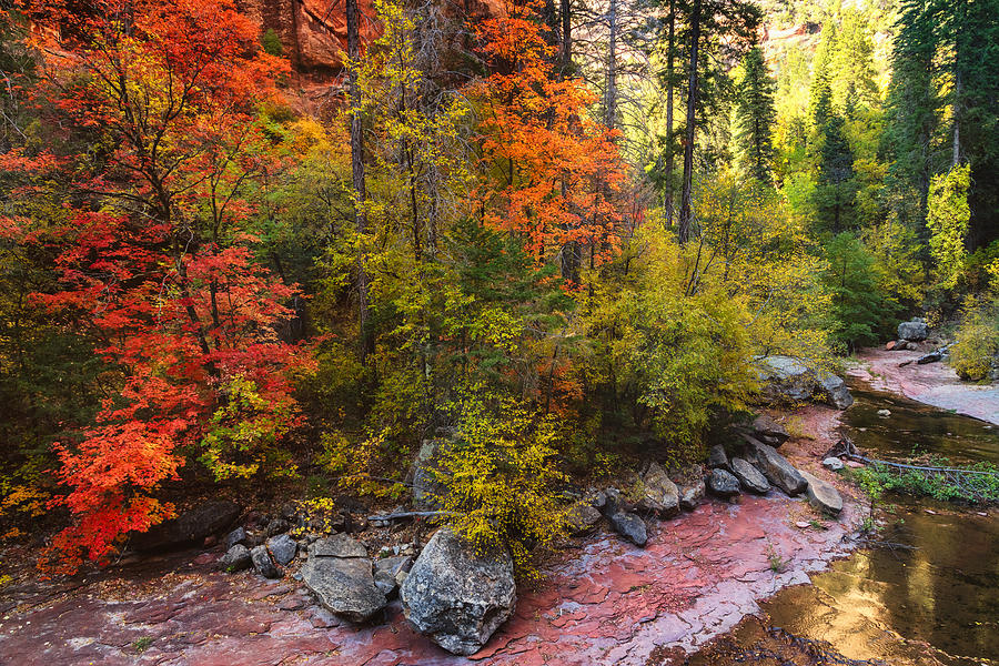 The Colors Of Autumn  #4 Photograph by Saija Lehtonen