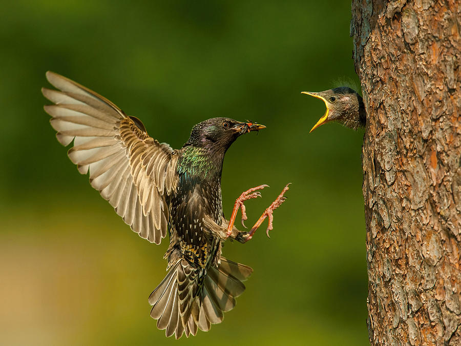 Bird Photograph - The Common Starling, Sturnus Vulgaris #3 by Petr Simon