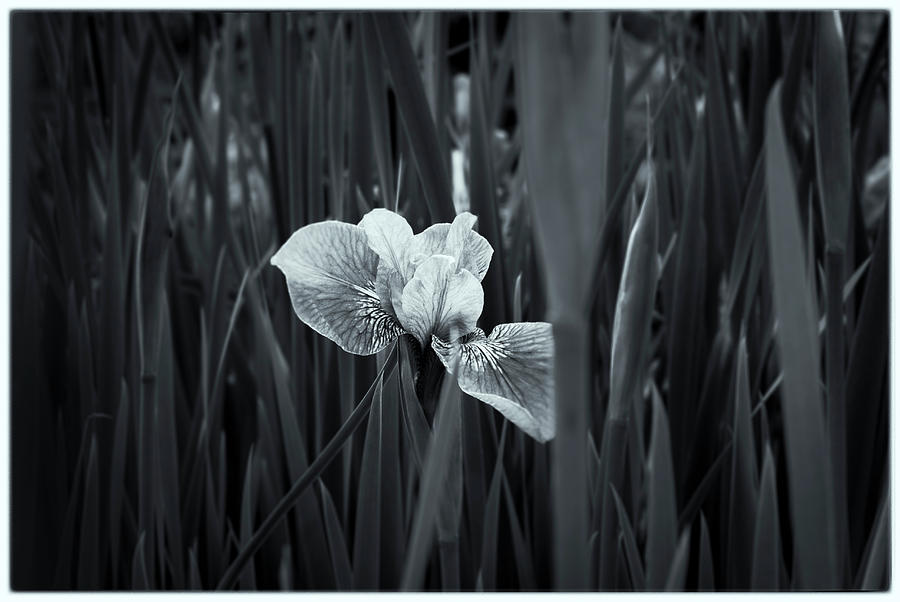 The lonely Iris #3 Photograph by Donald Pash