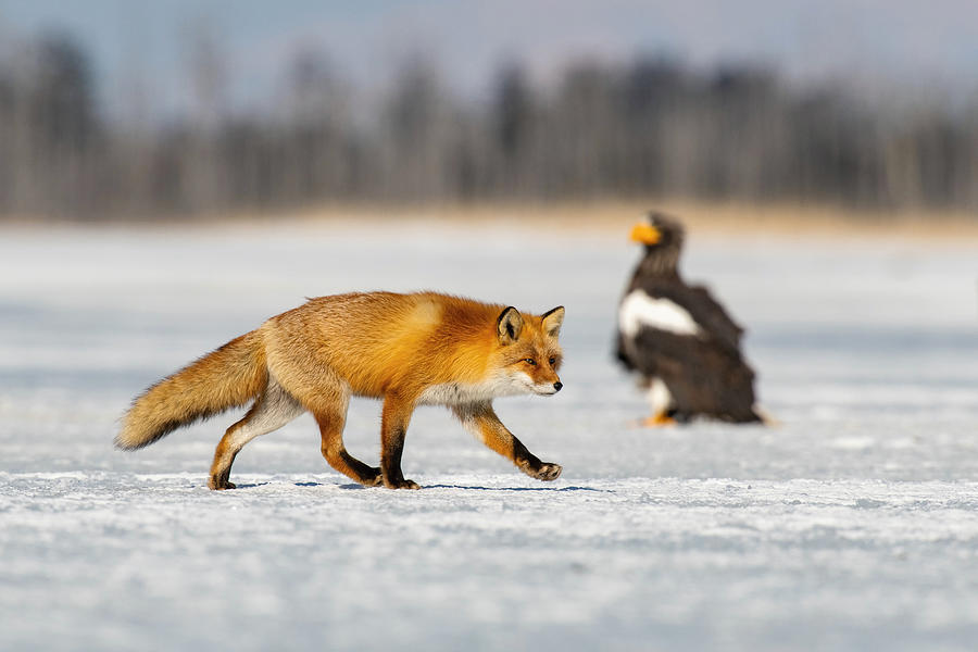 Fox Photograph - The Red Fox, Vulpes Vulpes #3 by Petr Simon