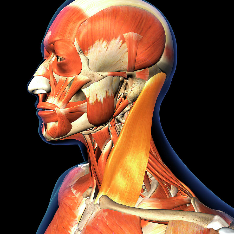 The Sternocleidomastoid Neck Muscle #3 Photograph by Hank Grebe