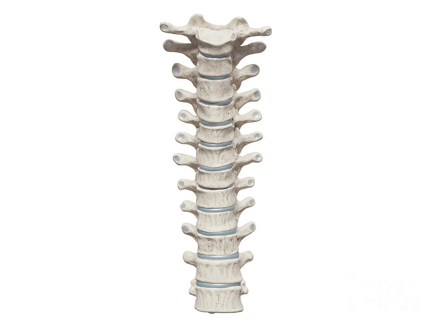 Anatomical Photograph - Thoracic Spine #3 by Medical Graphics/michael Hoffmann/science Photo Library