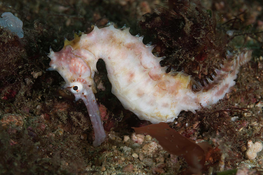 Thorny Seahorse #3 Photograph by Andrew Martinez