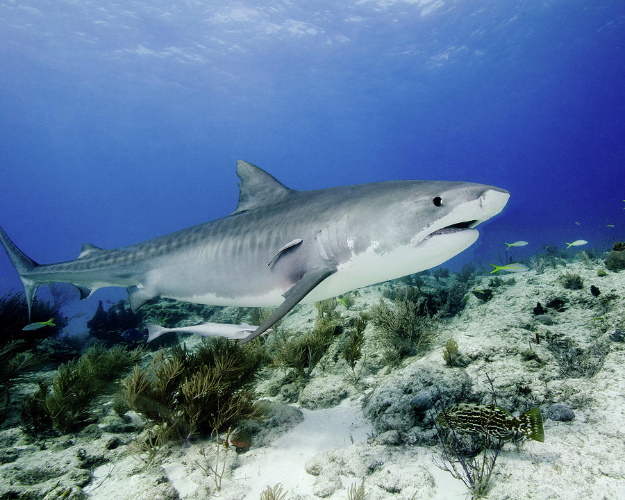 Tiger Shark Swimming Over Reef, Tiger Photograph by Brent Barnes