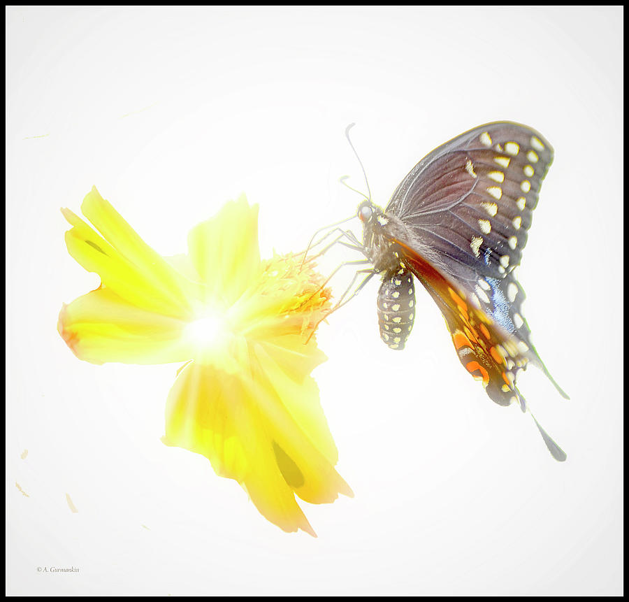 Tiger Swallowtail Butterfly, Black Phase, Cosmos Flower #3 Digital Art by A Macarthur Gurmankin