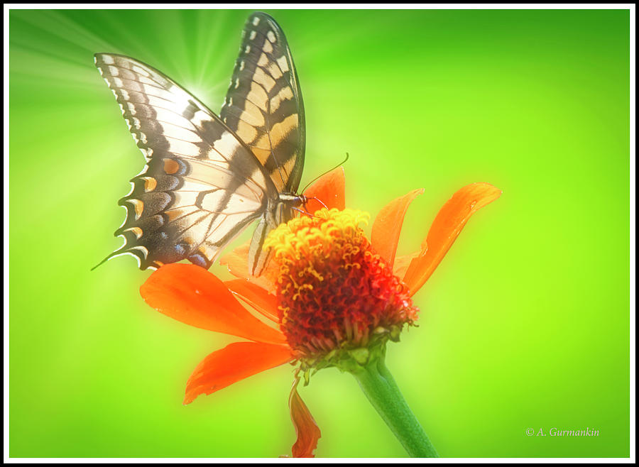 Tiger Swallowtail Butterfly, Zinnia Flower #3 Digital Art by A Macarthur Gurmankin