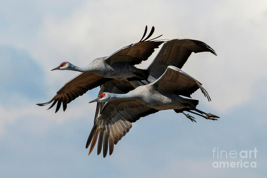 Tight Formation by Mike Dawson Tight Formation by Mike Dawson