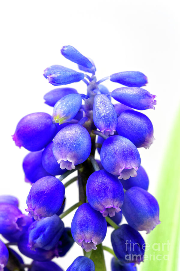 tiny blue bell cluster Grape hyacinth Photograph by Robert C Paulson Jr