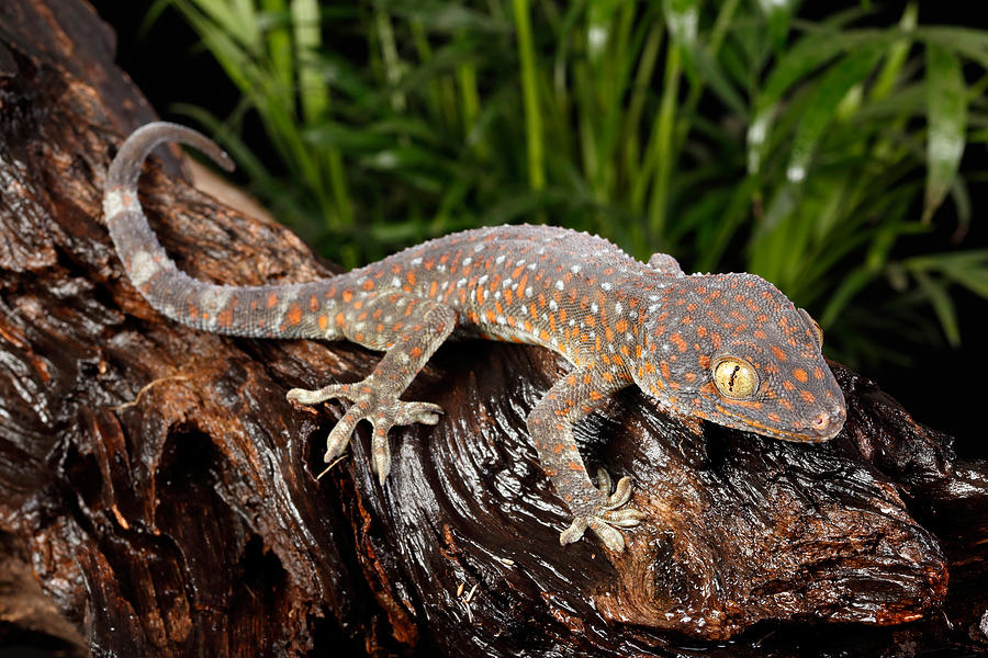 Tokay Gecko Gekko Gecko #3 Photograph by David Kenny