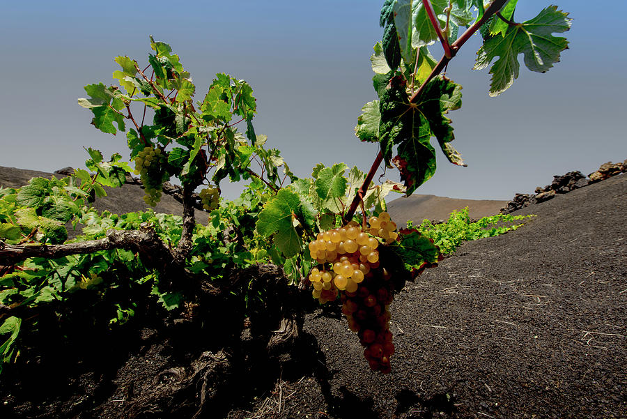 Traditional Farming Method In The Wine-growing Region Of La Geria In Lanzarote. La Geria, Lanzarote, Canary Islands, Spain, Europe #3 Photograph by Christoph Olesinski