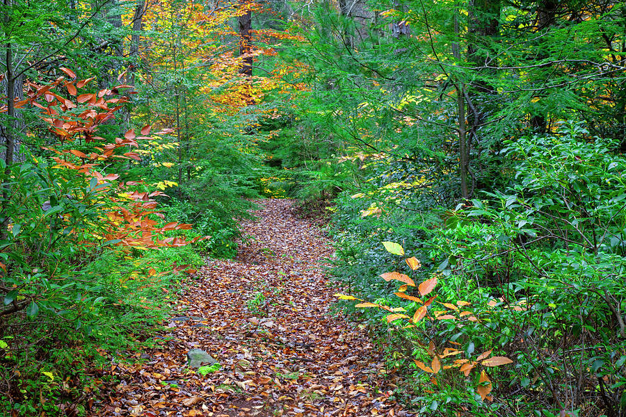 Trail Through A Autumn Forerst #3 Photograph by Michael Gadomski