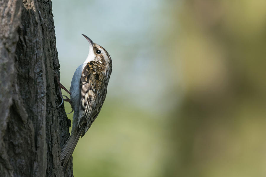Treecreeper #4 Photograph by Wendy Cooper