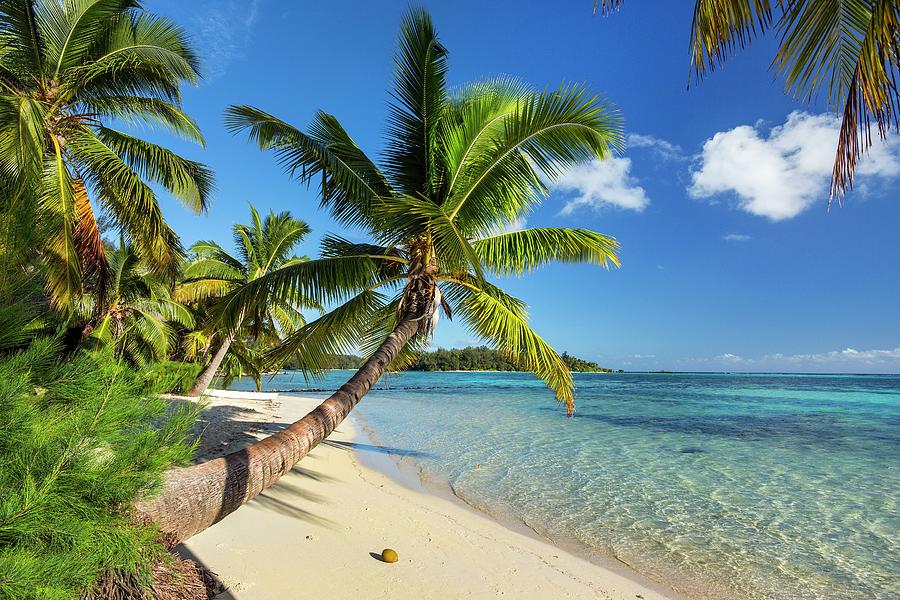 Tropical Beach In Moorea Digital Art by Reinhard Schmid - Fine Art America