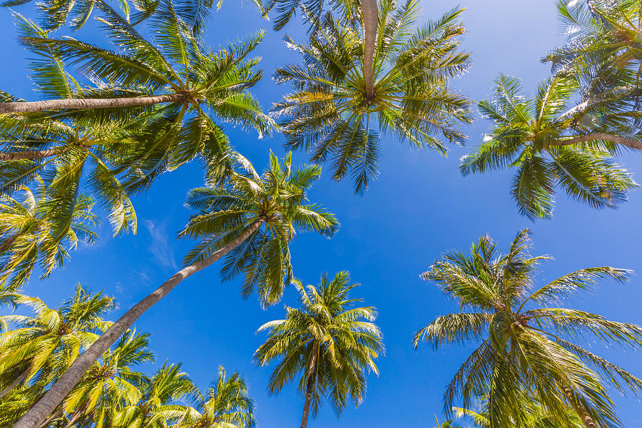 Tropical Trees Background Concept. Palm Photograph by Levente Bodo ...