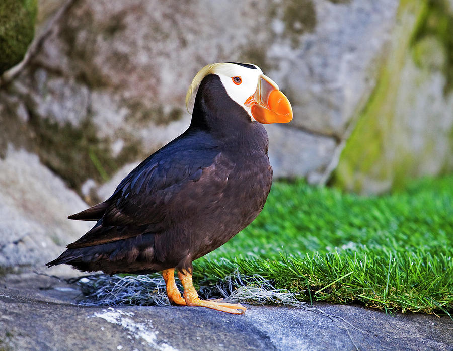 Tufted Puffin #3 Photograph by Buddy Mays