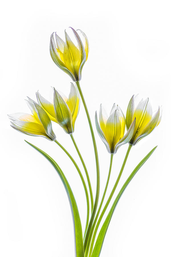 Spring Photograph - Tulipa #3 by Mandy Disher