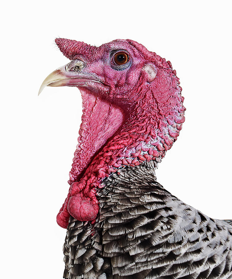Turkey Photograph by Gandee Vasan Turkey Photograph by Gandee Vasan