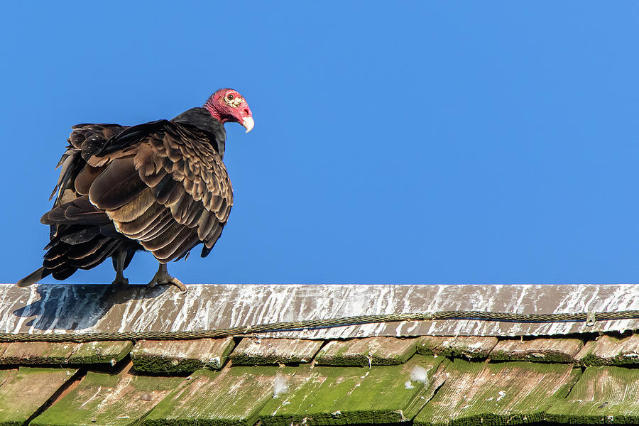 Turkey Vulture Perched on a Roof in Hueston Woods State Park, Ohio by Ami Parikh Turkey Vulture Perched on a Roof in Hueston Woods State Park, Ohio by Ami Parikh