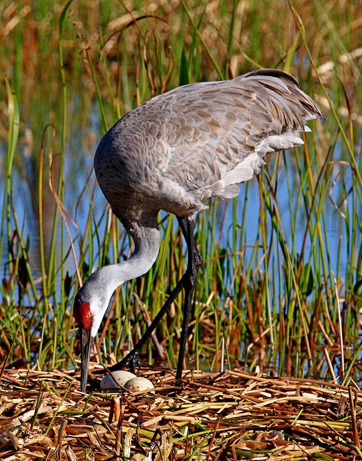 Turning The Eggs by Ira Runyan Turning The Eggs by Ira Runyan