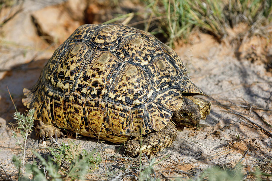 Turtle Leopard Tortoise South Africa Wildlife Photograph By Artush Foto,Purple Chinese Eggplant Recipes