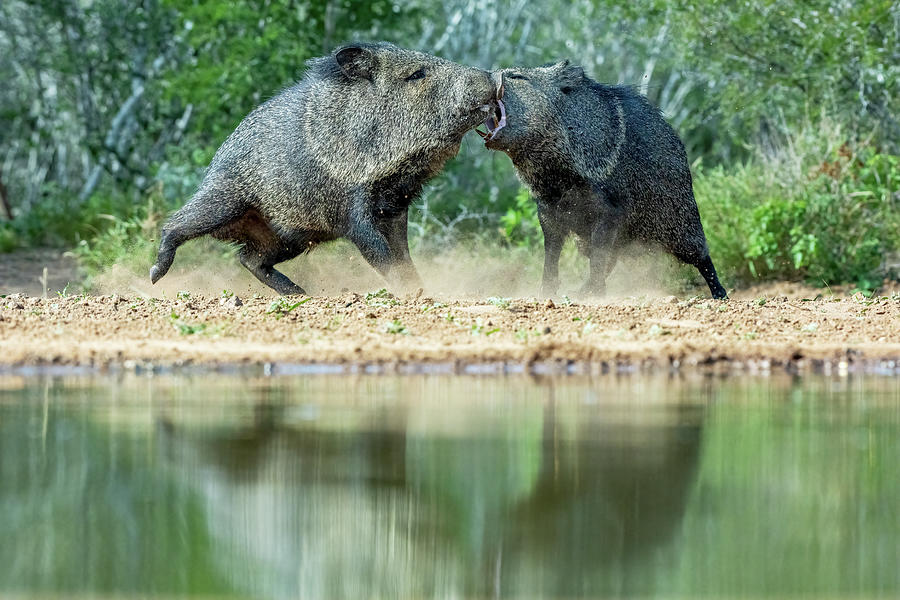 Two Collared Peccaries Fighting Over Food Access, With Open #3 ...