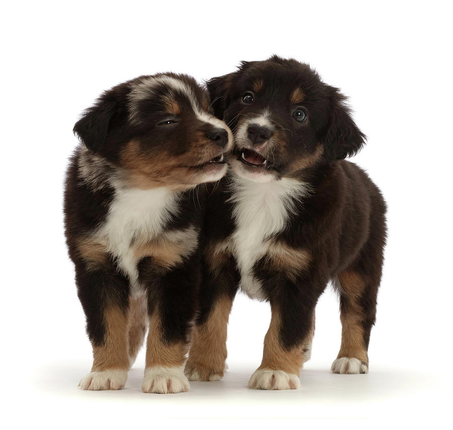 Two Mini American Shepherd Puppies, 5 #3 Photograph by Mark Taylor