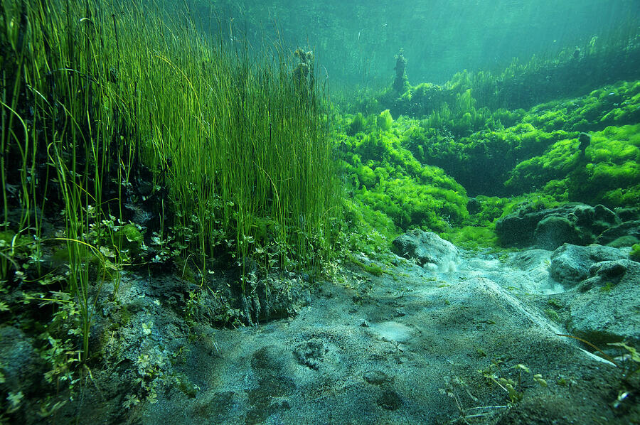 Underwater View Of Ewens Ponds, Spring-fed Limestone Ponds #3 ...