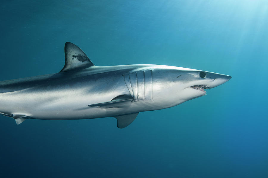 Underwater View Of Shortfin Mako Shark (isurus Oxyrinchus) Swimming In ...