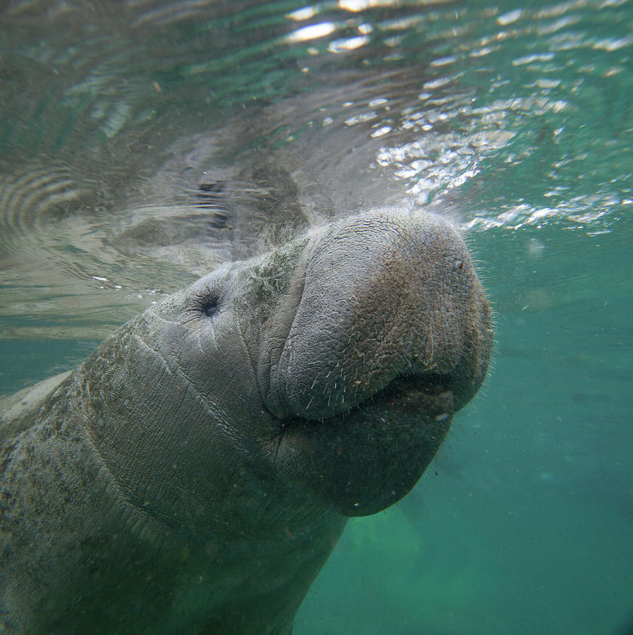 West Indian Manatee Photograph by Tim Fitzharris