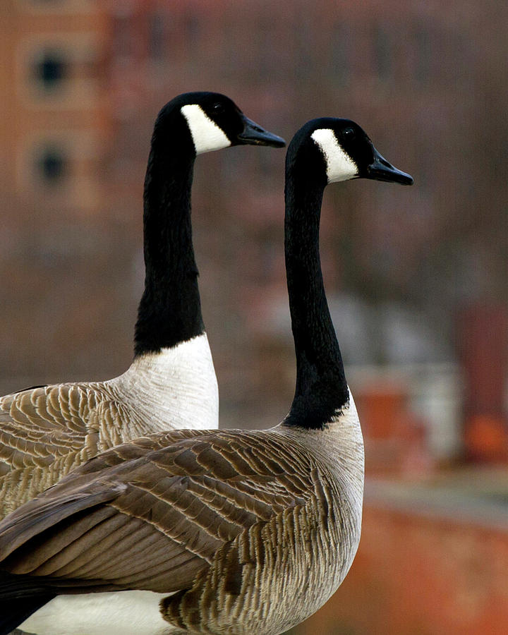Urban Geese #3 Photograph by Jeff Ross