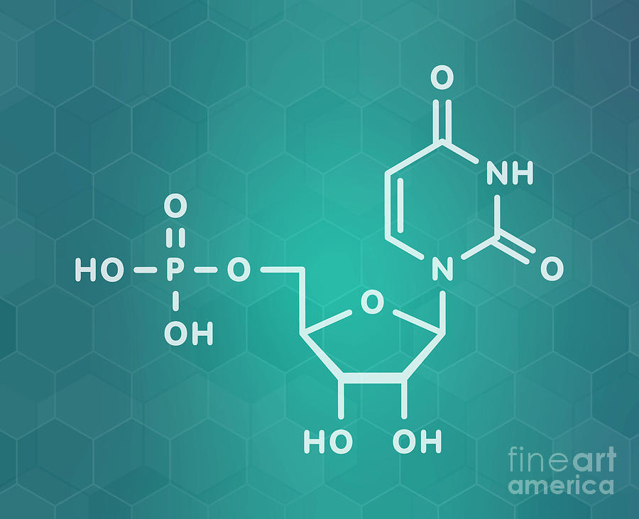 Uridine Monophosphate Nucleotide Molecule Photograph by Molekuul ...