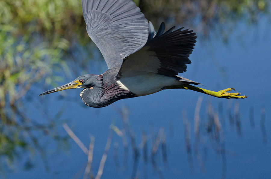 Heron Photograph - USA, Florida, Sarasota #3 by Bernard Friel