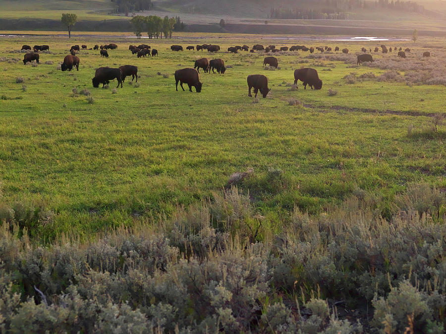 Usa, Montana, Yellowstone National #3 Photograph by John Wang