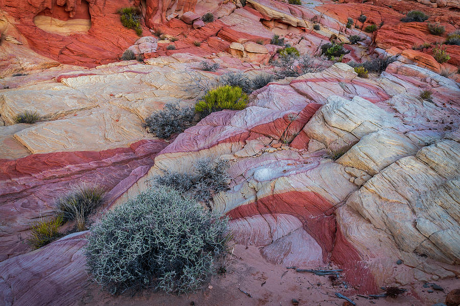 Bush Photograph - USA, Nevada, Overton, Valley Of Fire #3 by Jaynes Gallery