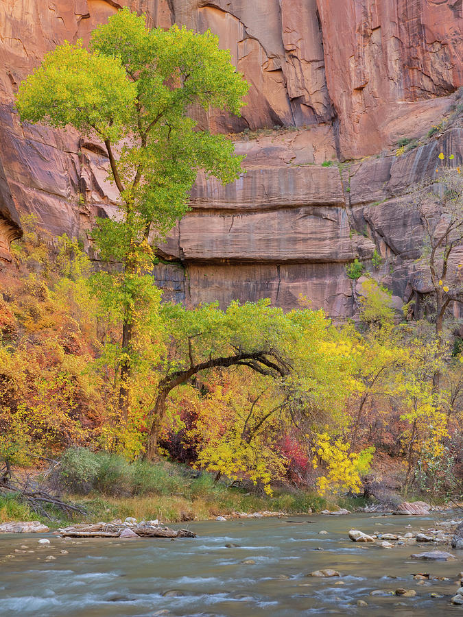 Utah, Zion National Park, Virgin River Photograph by Jamie and Judy ...