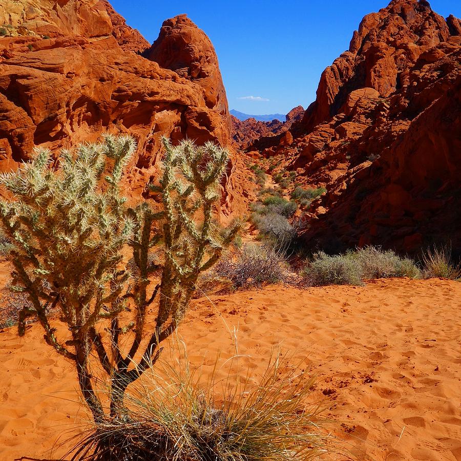 Valley of Fire #4 Photograph by Donna Spadola