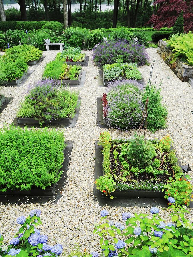 Various Beds On Herbs In A Garden Separated By Gravel Paths Photograph ...