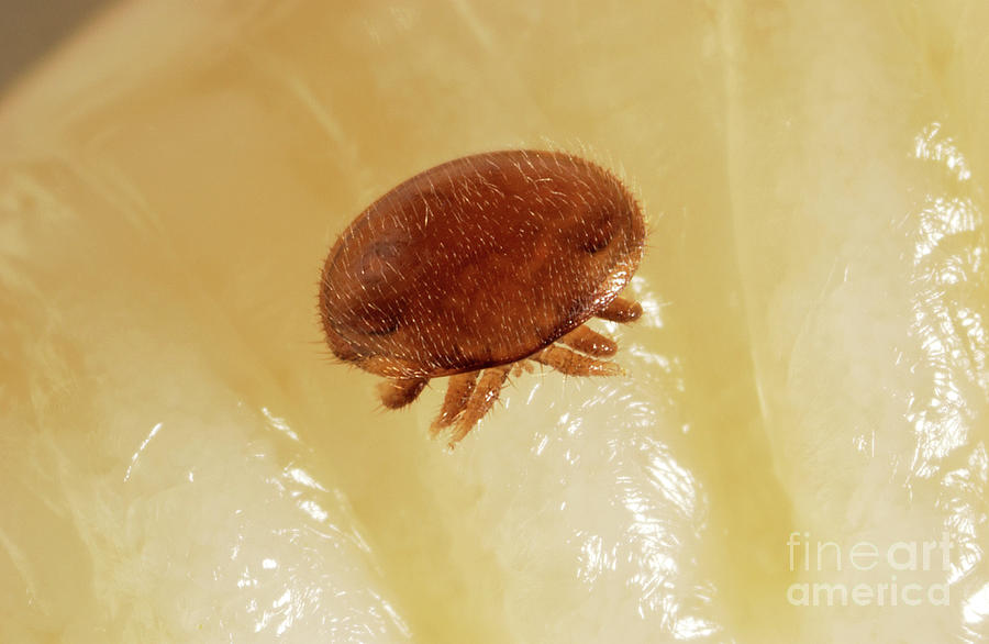 Varroa Mite #3 Photograph by Uk Crown Copyright Courtesy Of Fera/science Photo Library