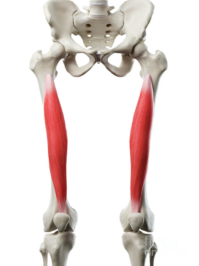 Skeleton Photograph - Vastus Intermedius Muscle #3 by Sebastian Kaulitzki/science Photo Library