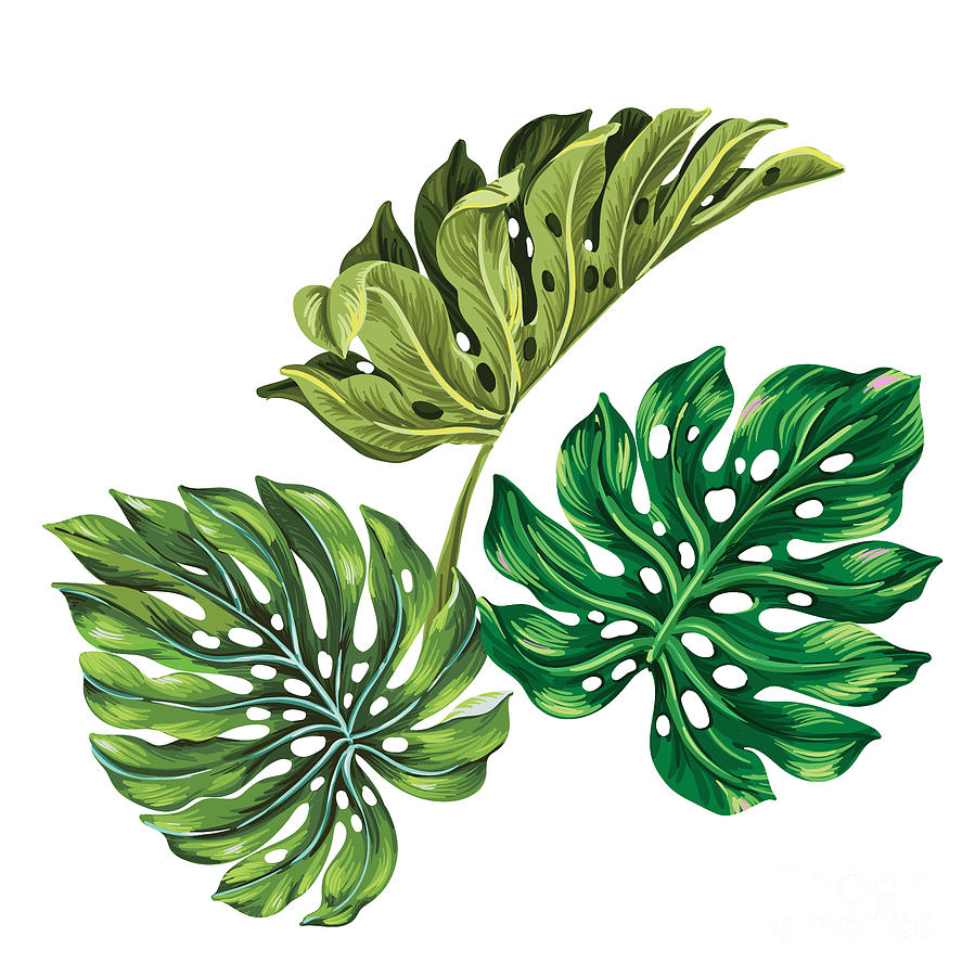 Forest Digital Art - 3 Vector Tropical Palm Leaves by Rosapompelmo Forest Digital Art - 3 Vector Tropical Palm Leaves by Rosapompelmo