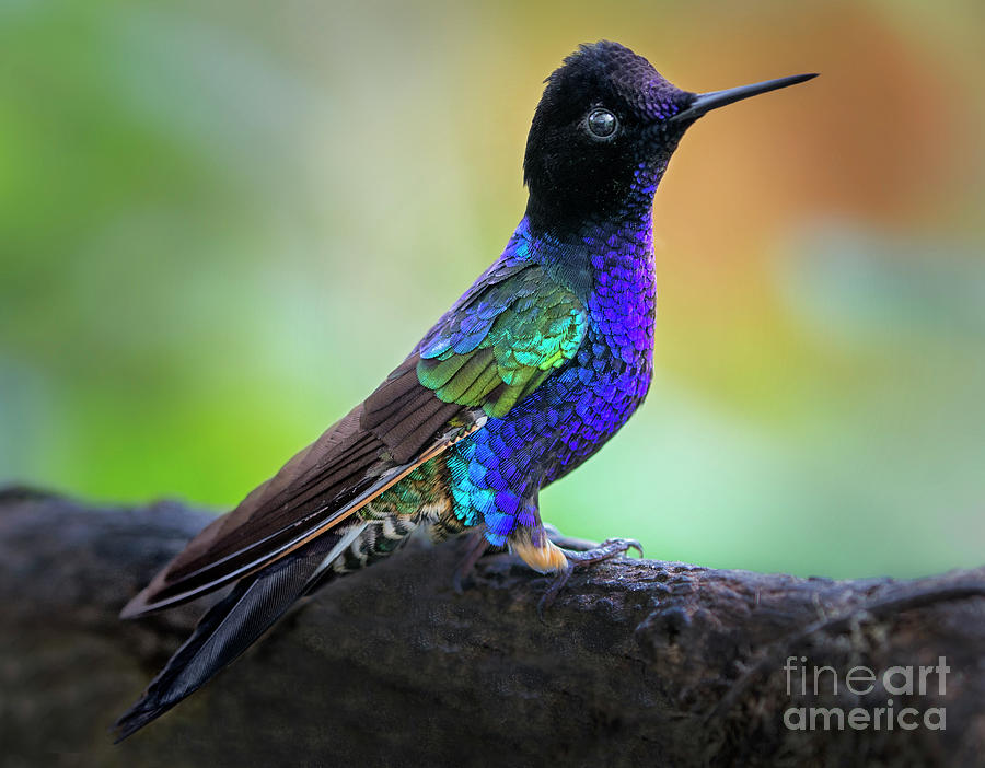 Hummingbird Photograph - Velvet Purple Coronet #3 by Emma England