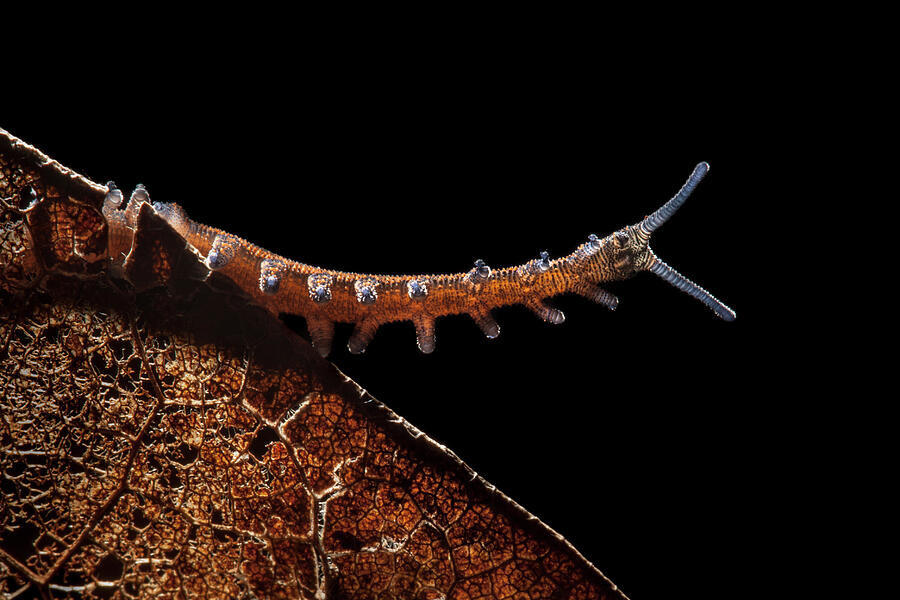 Velvet Worm Known As 'living Fossils', Having Remained The #3 ...