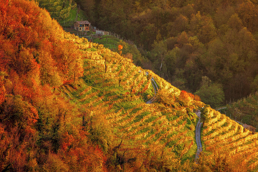Veneto, Prosecco Vineyards, Italy #3 Digital Art by Olimpio Fantuz