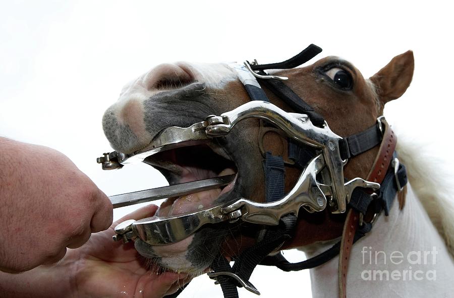 Veterinary Dentist #3 Photograph by Pascal Goetgheluck/science Photo Library