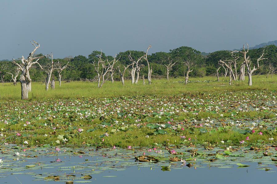 Wildlife Photograph - View Of Bare Trees And Water Lilies In Lake At Yala National Park, Sri Lanka #3 by Lukas Larsson Jalag