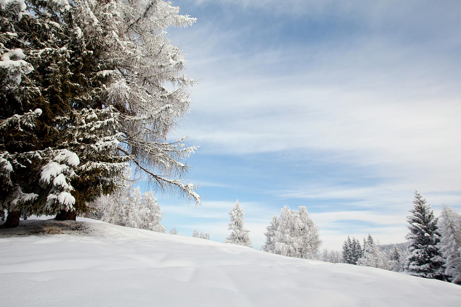 View Of Pine Trees Covered With Snow In Leutaschtal, Tirol, Austria #3 Photograph by Jalag / Knut Stritzke
