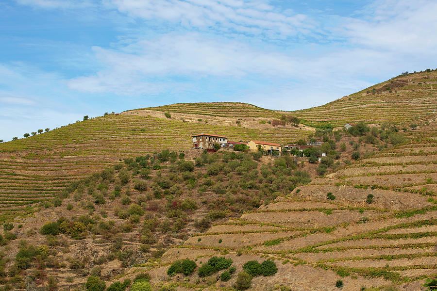 Vineyards At The River Douro Near Pinhao, District Vila Real, Douro, Portugal, Europe #3 Photograph by Brigitte Merz