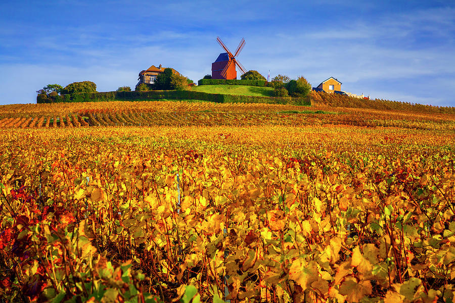 Vineyards, Champagne, France #3 Digital Art by Olimpio Fantuz